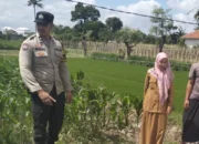 Cara Polsek Labuapi Wujudkan Kemandirian Pangan dari Pekarangan
