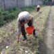 Strategi Polsek Labuapi Optimalkan Lahan Tidur di Jogot