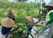 Aksi Nyata Bhabinkamtibmas Labuapi Dampingi Petani Dusun Jogot