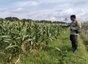 Polsek Labuapi Dampingi Petani Bagik Polak Perkuat Pangan