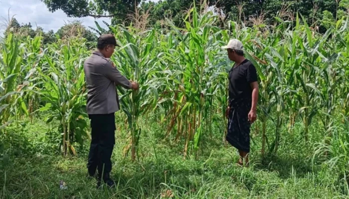 Polsek Labuapi Kawal Optimalisasi Lahan Jagung di Karang Bongkot