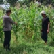 Polsek Labuapi Kawal Optimalisasi Lahan Jagung di Karang Bongkot