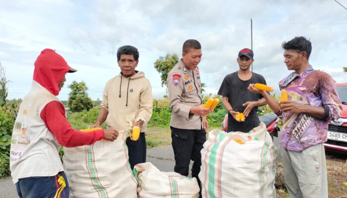 Bhabinkamtibmas Desa Bagik Papan Cek Panen Jagung dan Sampaikan Himbauan Kamtibmas