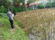 Polri Dampingi Petani Jagung di Lombok Barat Jaga Ketahanan Pangan