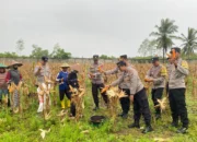 Polres Lombok Barat Turun ke Sawah! Kawal Panen Jagung demi Nasib Petani dan Swasembada Pangan