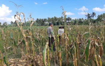 Polres Lombok Barat Dampingi Petani Jagung Desa Tempos