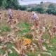 Kawal Swasembada Pangan, Polisi Sekotong Turun ke Ladang