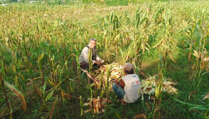 Strategi Cerdas Polsek Batulayar Perkuat Swasembada Pangan Lewat Budidaya Hortikultura di Tingkat Rumah Tangga