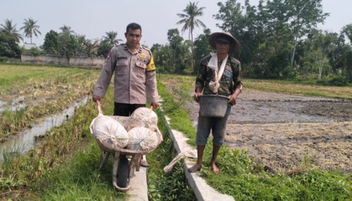 Potret Sinergi Polri dan Petani di Lombok Barat: Mengawal Kemandirian Pangan Langsung dari Pematang Sawah