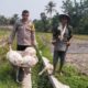 Polsek Labuapi Dorong Kemandirian Pangan di Lombok Barat