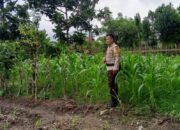 Polri Kawal Swasembada Pangan di Desa Terong Tawah