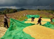 Sukseskan Program Asta Cita, Polsek Sekotong Dorong Petani Kedaro Jual Hasil Panen Langsung ke Bulog