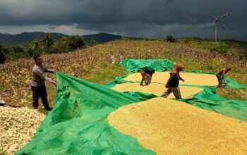 Sukseskan Program Asta Cita, Polsek Sekotong Dorong Petani Kedaro Jual Hasil Panen Langsung ke Bulog