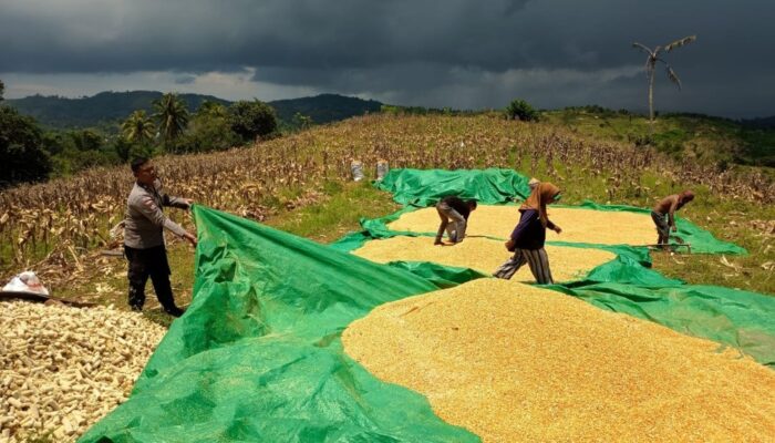 Sukseskan Program Asta Cita, Polsek Sekotong Dorong Petani Kedaro Jual Hasil Panen Langsung ke Bulog