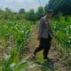 Bukan Sekadar Jaga Keamanan, Polisi di Perampuan Kini Turun ke Ladang Wujudkan Swasembada Pangan
