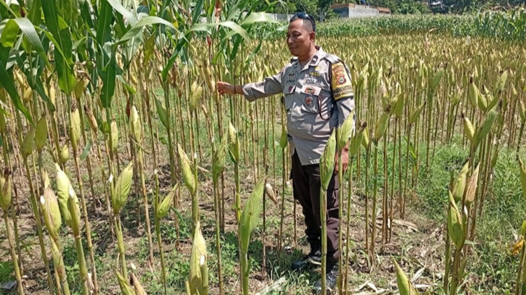 Dukung Swasembada Pangan, Polsek Labuapi Dampingi Petani Jagung