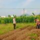 Bhabinkamtibmas Karang Bongkot Dorong Ketahanan Pangan