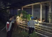 Polsek Sekotong Tekan Kasus Pencurian Ternak Sapi di Lombok