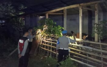 Polsek Sekotong Tekan Kasus Pencurian Ternak Sapi di Lombok