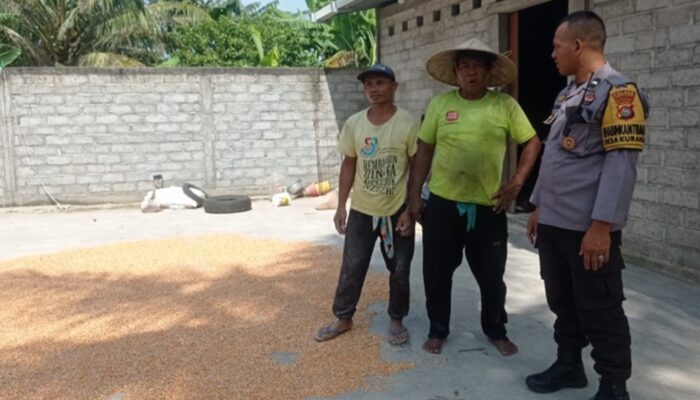 Polsek Labuapi Dorong Ketahanan Pangan Desa Kuranji Melalui Jagung