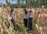 Polsek Sekotong Ajak Petani Jagung Alihkan Hasil Panen ke Bulog