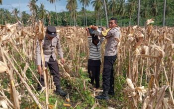 Polsek Sekotong Ajak Petani Jagung Alihkan Hasil Panen ke Bulog