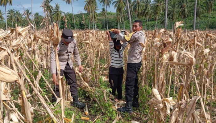 Polsek Sekotong Ajak Petani Jagung Alihkan Hasil Panen ke Bulog