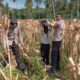 Polsek Sekotong Ajak Petani Jagung Alihkan Hasil Panen ke Bulog