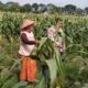 Strategi Polsek Labuapi Jamin Stok Pangan: Kawal Langsung Petani Jagung dari Lahan hingga Masa Panen Tiba