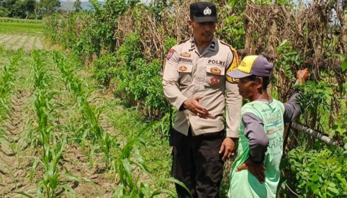 Strategi Humanis Bhabinkamtibmas Desa Labuapi Manfaatkan Pekarangan Rumah untuk Ketahanan Pangan Nasional
