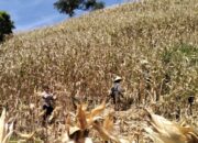 Sinergi Nyata di Lahan Kering: Polsek Sekotong Turun Tangan Kawal Panen Raya Jagung Milik Warga