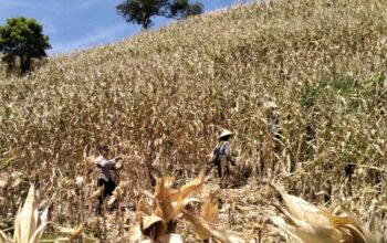 Sinergi Nyata di Lahan Kering: Polsek Sekotong Turun Tangan Kawal Panen Raya Jagung Milik Warga