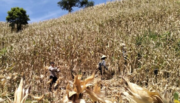 Sinergi Nyata di Lahan Kering: Polsek Sekotong Turun Tangan Kawal Panen Raya Jagung Milik Warga