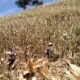 Sinergi Nyata di Lahan Kering: Polsek Sekotong Turun Tangan Kawal Panen Raya Jagung Milik Warga