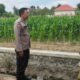 Ketahanan Pangan Polsek Labuapi Dampingi Petani Telagawaru