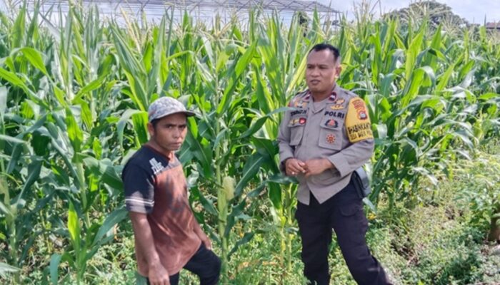 Sinergi Polri dan Petani Labuapi: Langkah Nyata Wujudkan Swasembada Pangan dari Akar Rumput