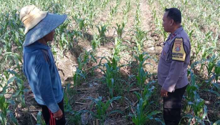 Bhabinkamtibmas Labuapi Kawal Ketahanan Pangan Desa
