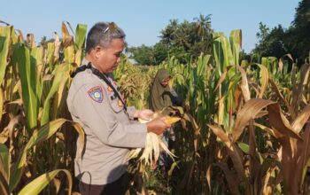 Dukung Swasembada Pangan, Polsek Batulayar Edukasi Warga Sandik