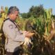 Bhabinkamtibmas Sandik Dorong Warga Tanam Jagung di Pekarangan