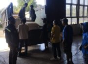Dukung Pangan Nasional, Polsek Gerung Kawal Panen Jagung
