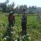 Bhabinkamtibmas Sandik Ajak Warga Sulap Lahan Kosong Jadi Produktif