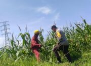 Sinergi Polsek Labuapi Perkuat Ketahanan Pangan Masyarakat