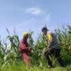 Bhabinkamtibmas Labuapi Ajak Warga Manfaatkan Lahan Jagung